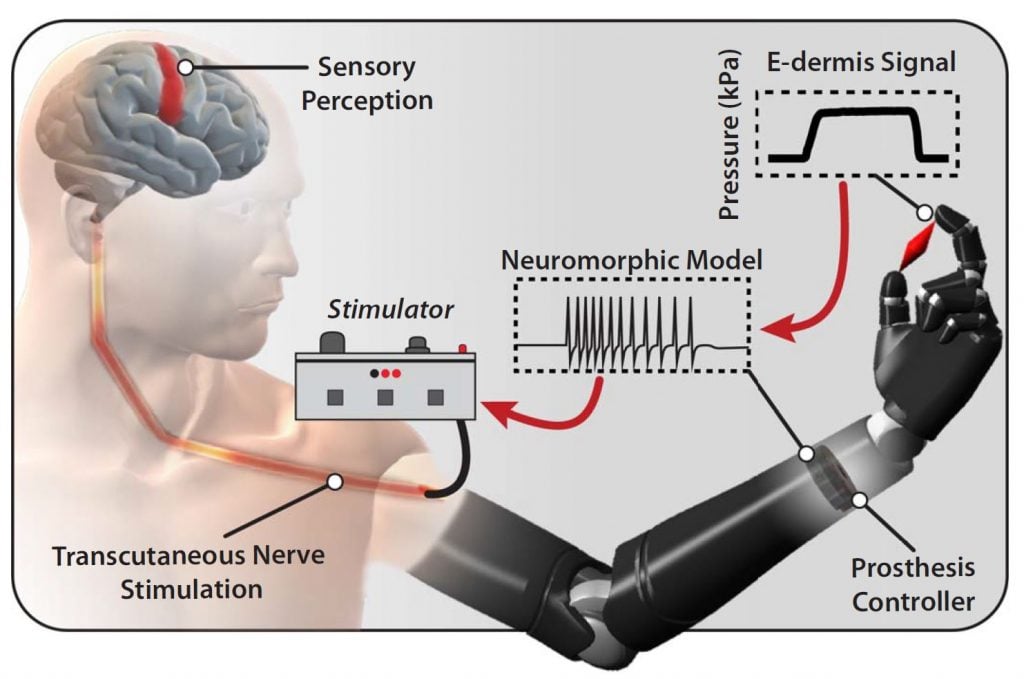 Targeted transcutaneous electrical nerve stimulation for phantom limb  sensory feedback